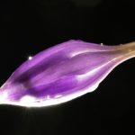 红足一世平台的用户体验与服务质量分析 q1od3e4a